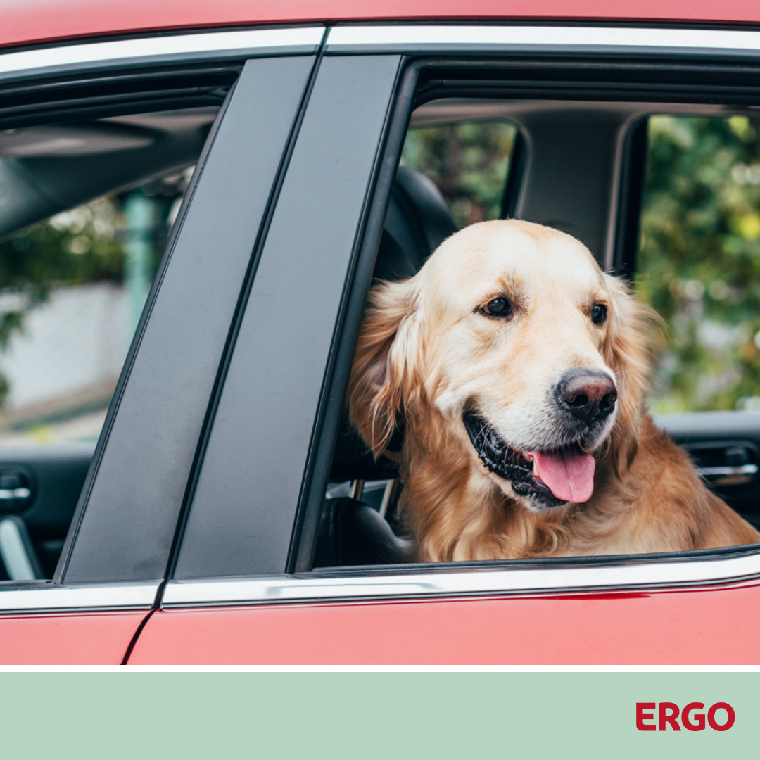 Hund an Bord was beim Transport im Auto zu beachten ist ERGO Blog