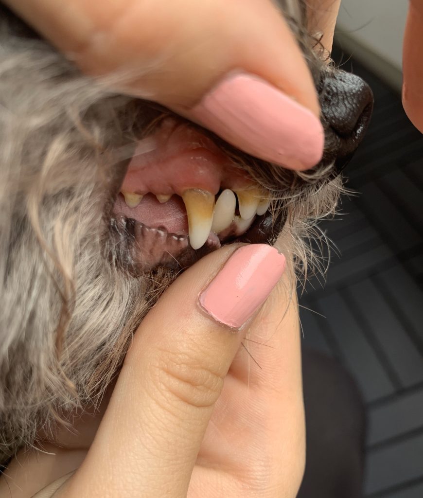 32+ Hunde Zahnspange Kosten Sofiyaarissa